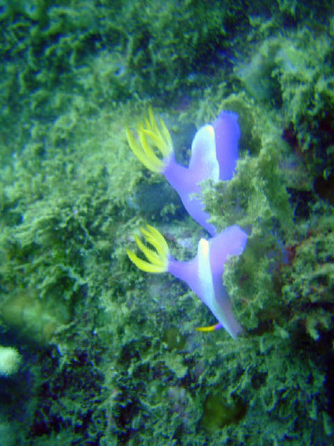 Nudibranch 8