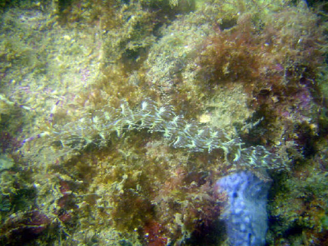 Nudibranch 81