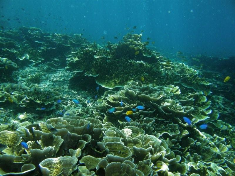 coral 2