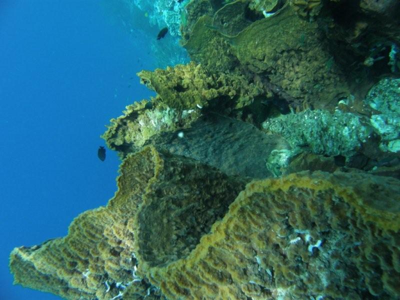 coral blando