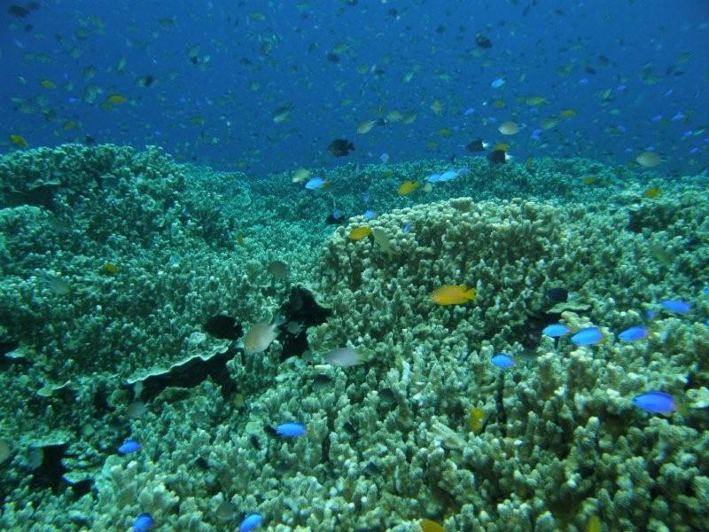 coral