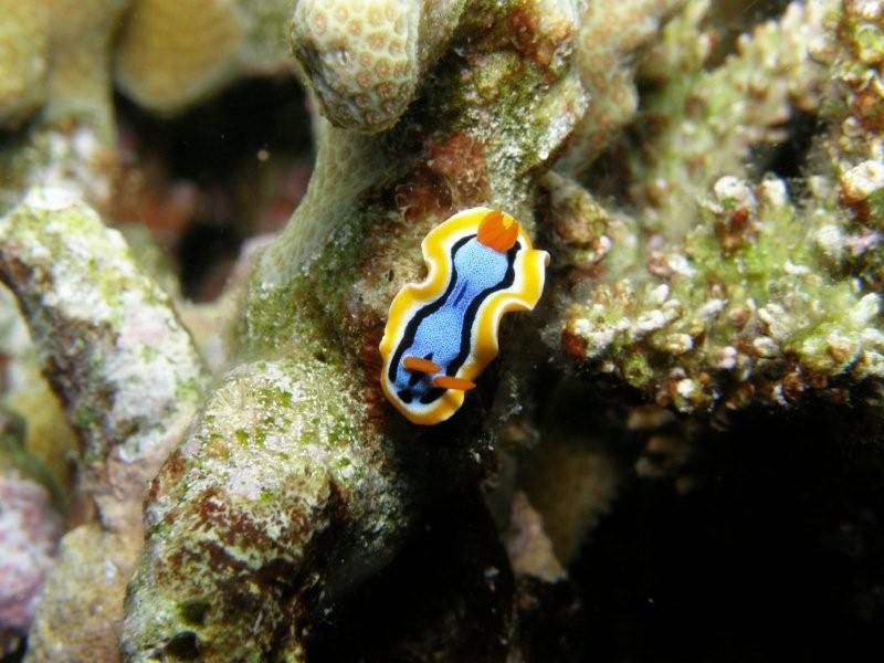 nudibranquio 10