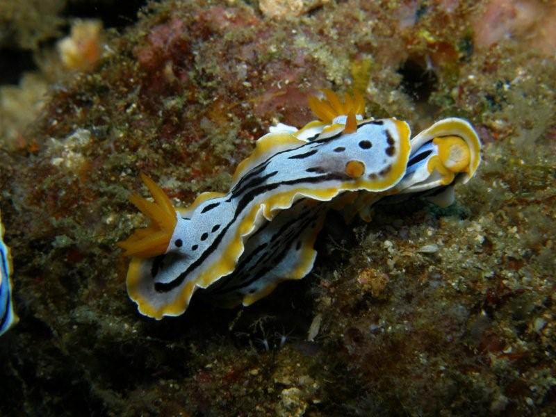 nudibranquio 11