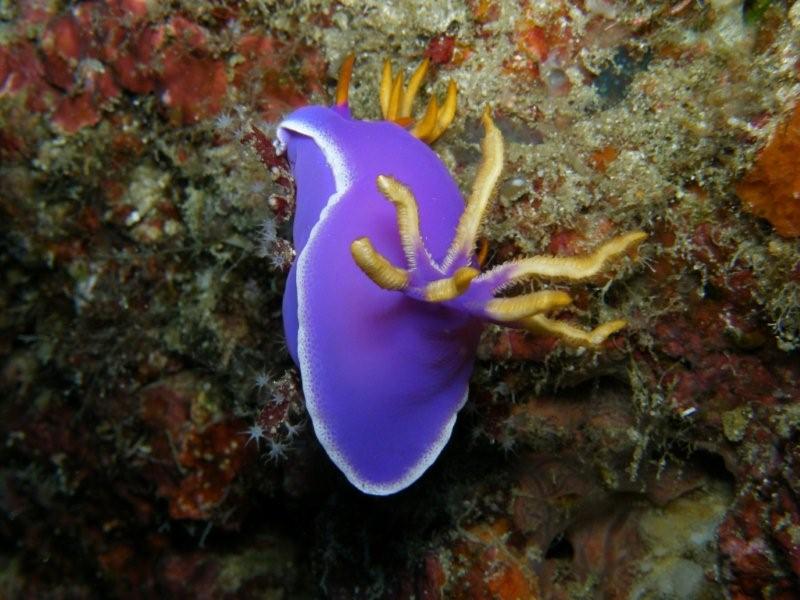 nudibranquio 12