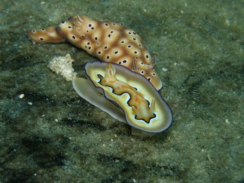 nudibranquio 13