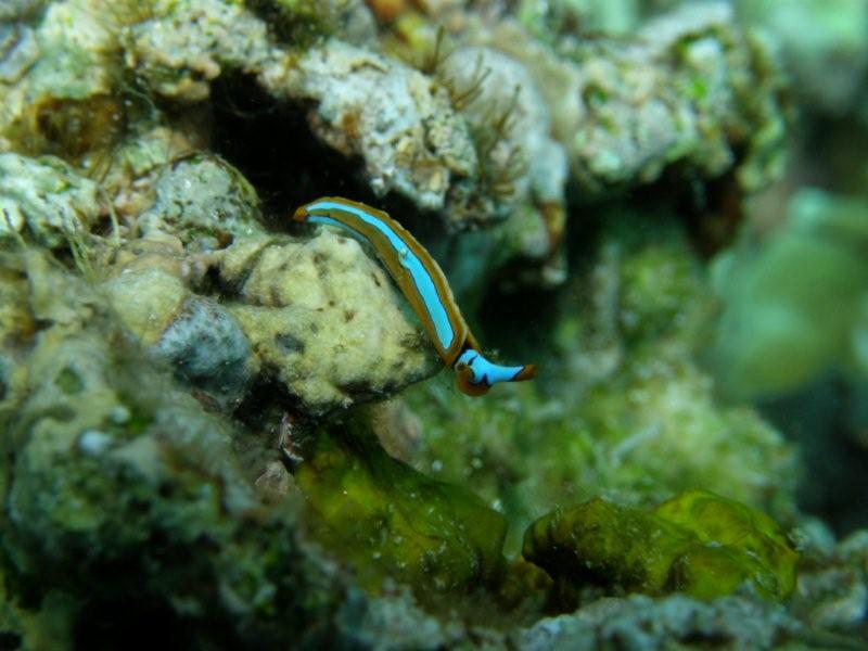 nudibranquio 14