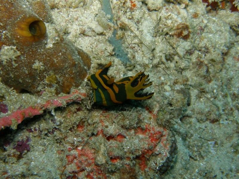 nudibranquio 15
