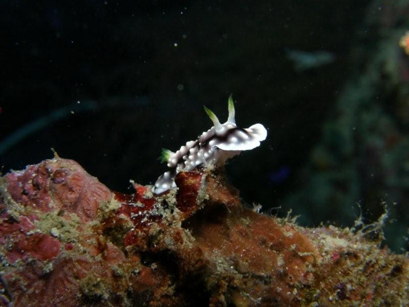 nudibranquio 2