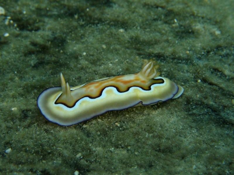 nudibranquio 3