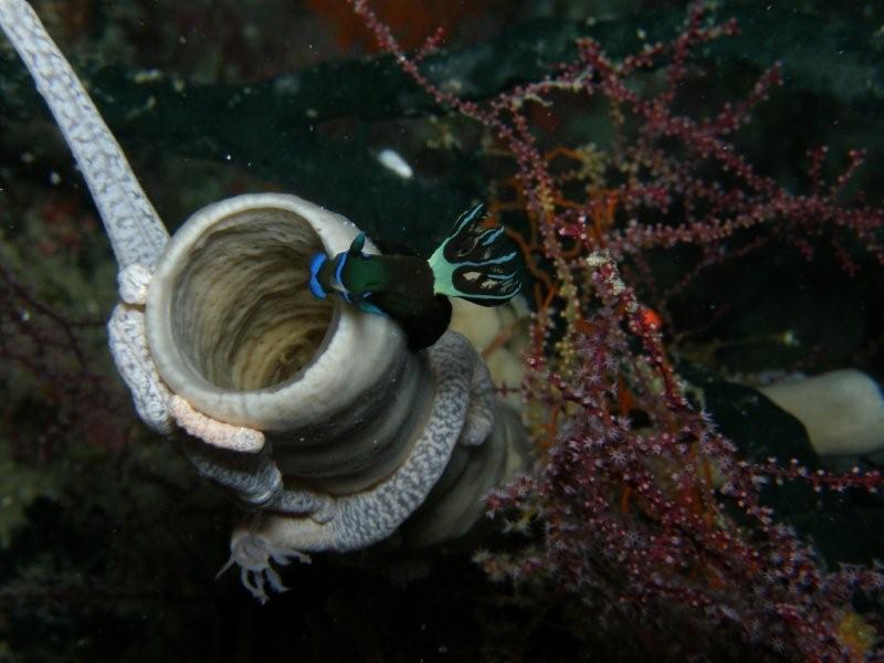 nudibranquio 4