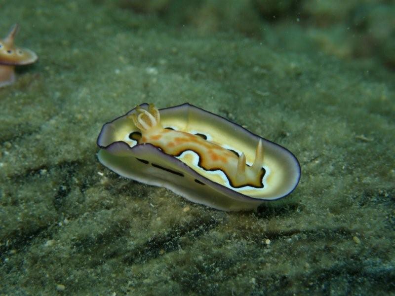 nudibranquio 5