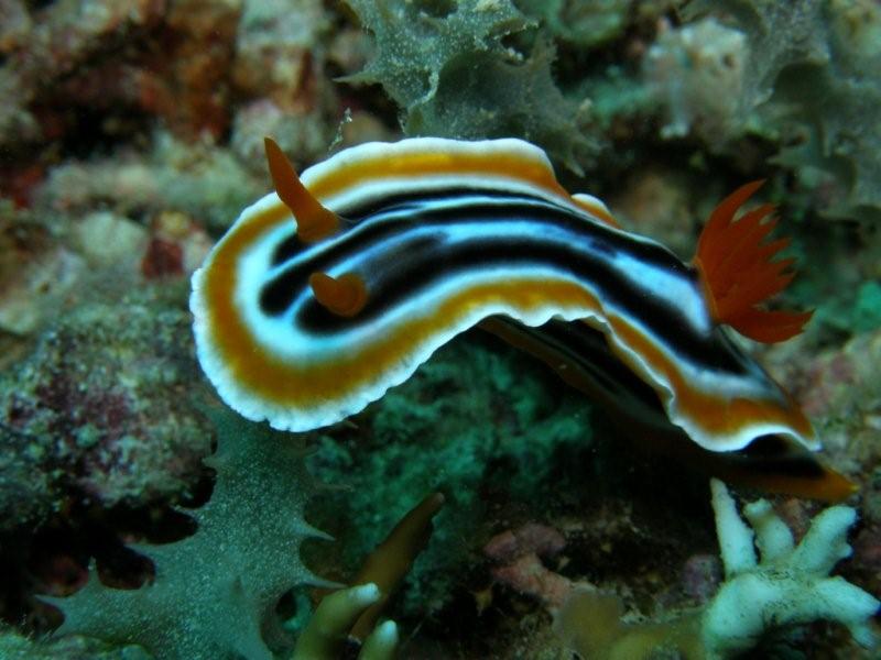 nudibranquio 6