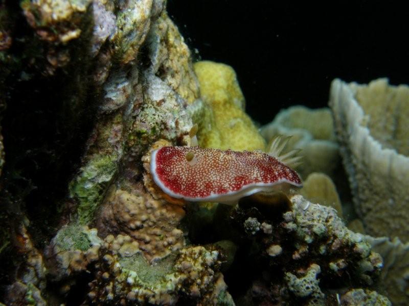 nudibranquio 7