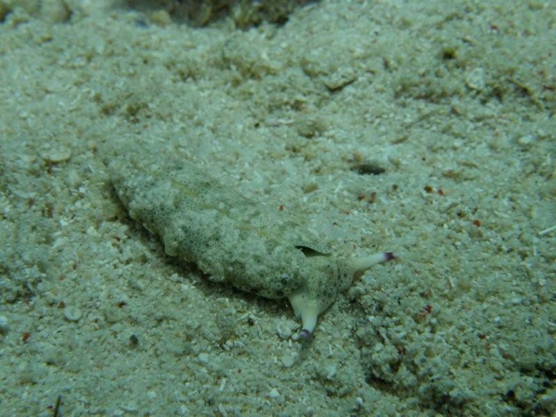 nudibranquio 8