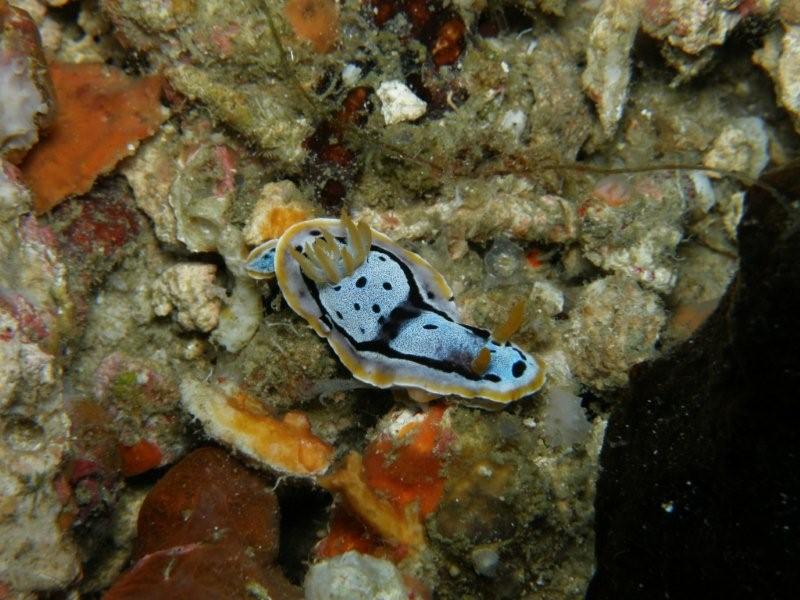 nudibranquio 9