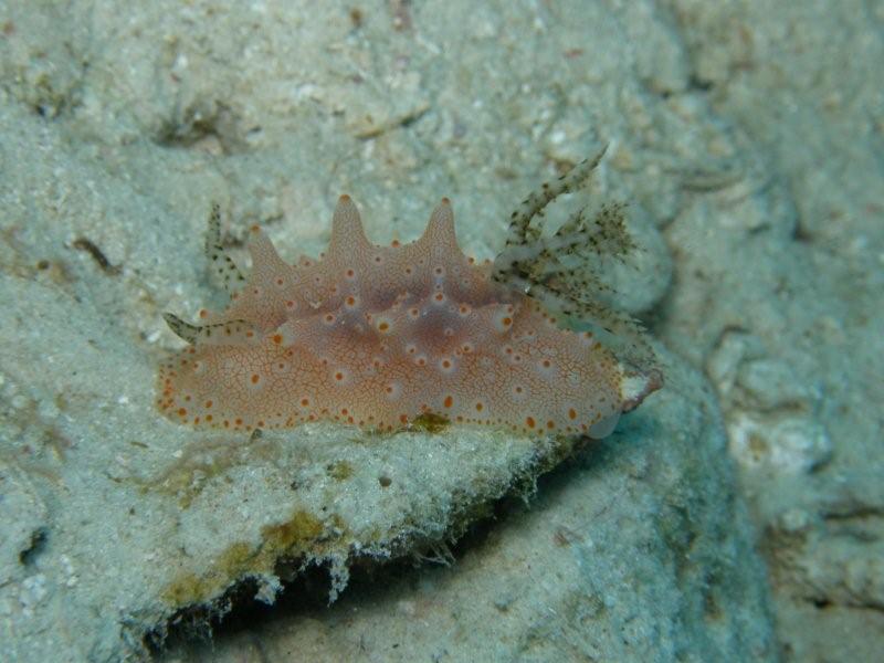 nudibranquio