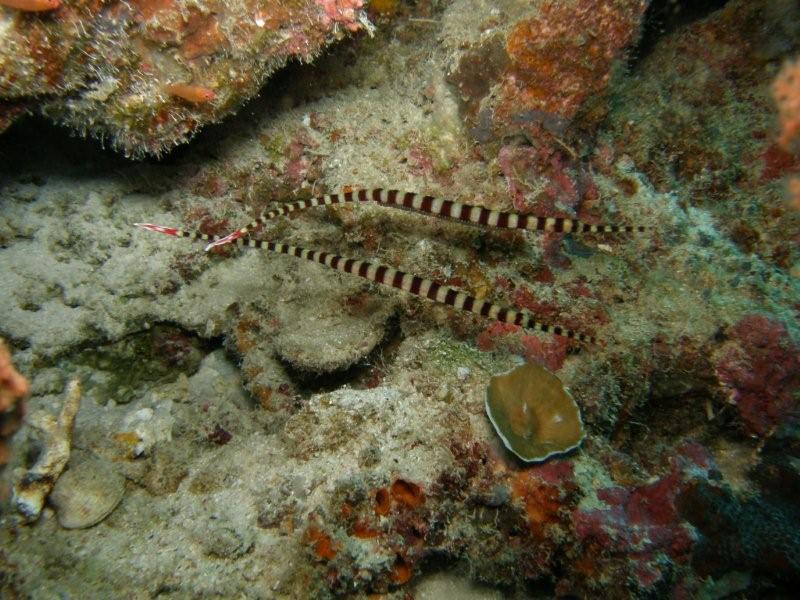 peces pipa