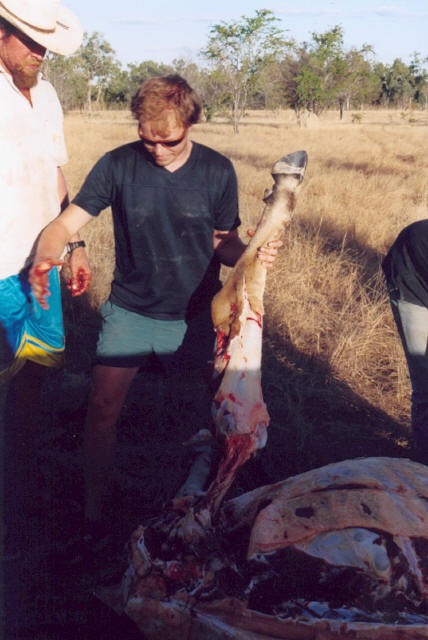 Ian with the Cow