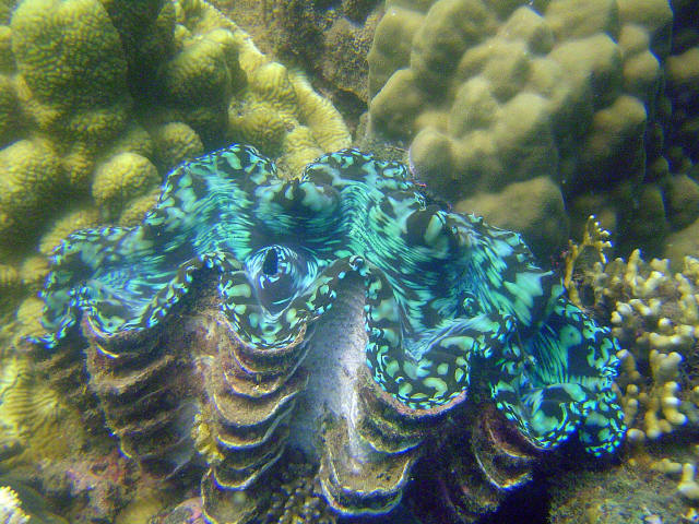 Clam 1