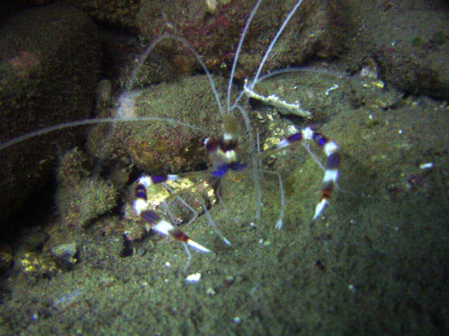 Cleaner Shrimp 1