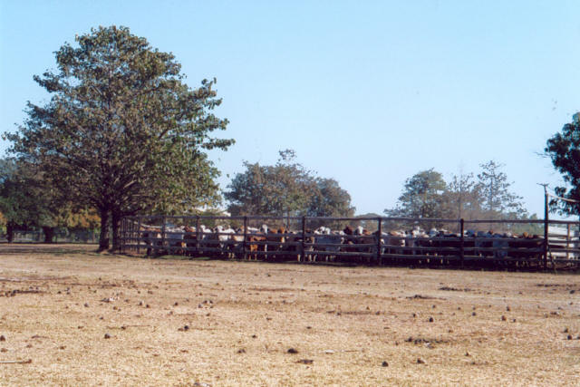 Cows in the Bush 2