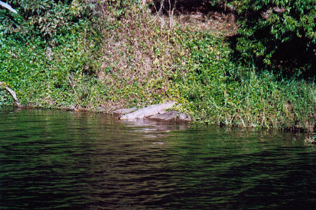 Crocodrile Kuranda