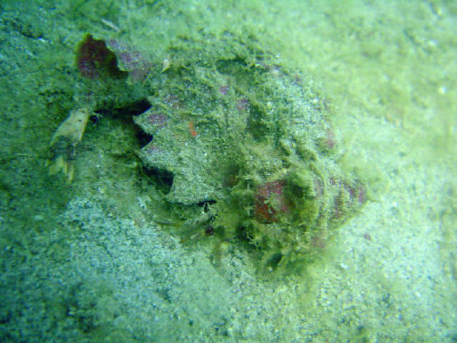 Devil Scorpion Fish Juvenile 2