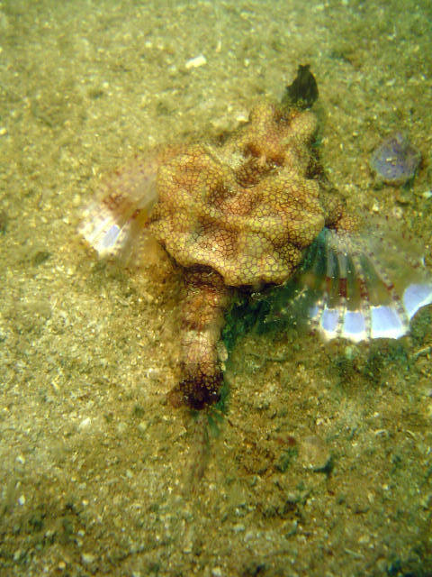Dragon Fish 10