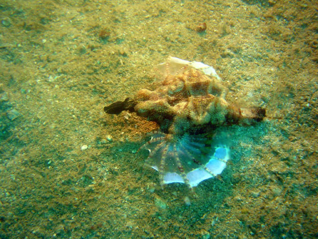 Dragon Fish 2