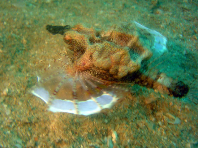 Dragon Fish 4