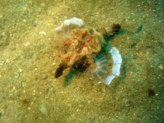 Dragon Fish 6