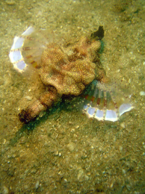 Dragon Fish 8