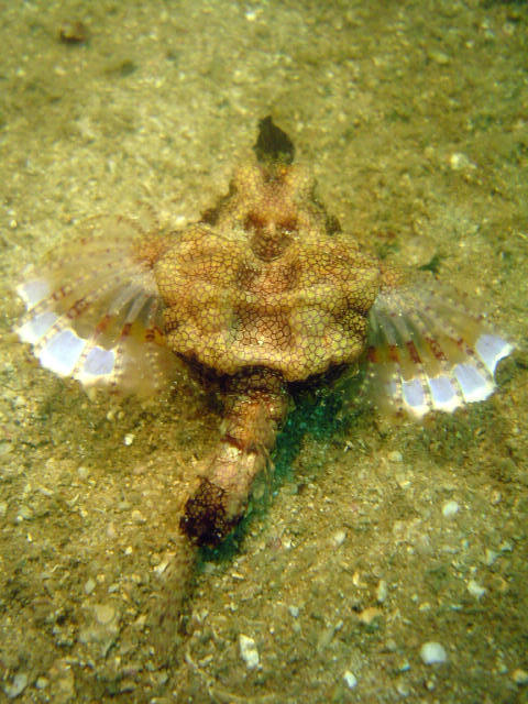 Dragon Fish 9
