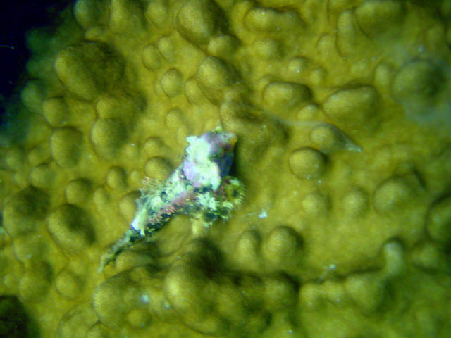 Dragonet 4
