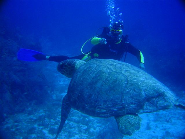 Edu and turtle