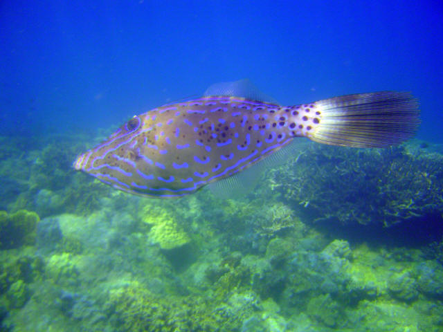 File Fish 2