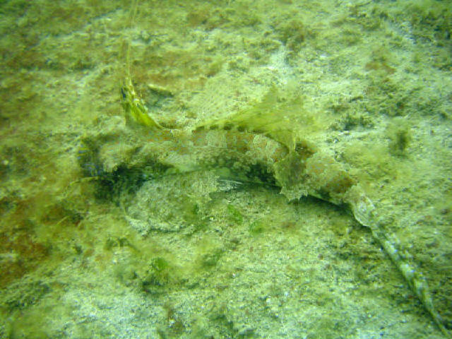 Fingered Dragonet 2