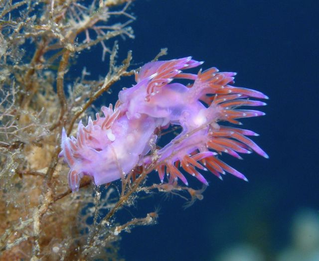 Flavelina