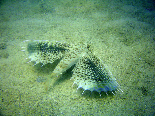 Flying Gurnard 4