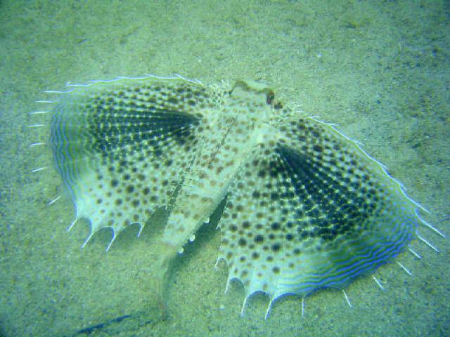 Flying Gurnard 6