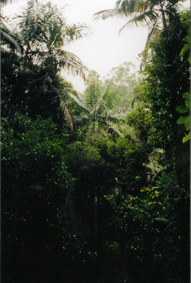 Fraser Rain Forest 2