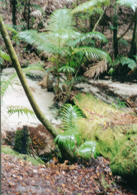 Fraser Rain Forest