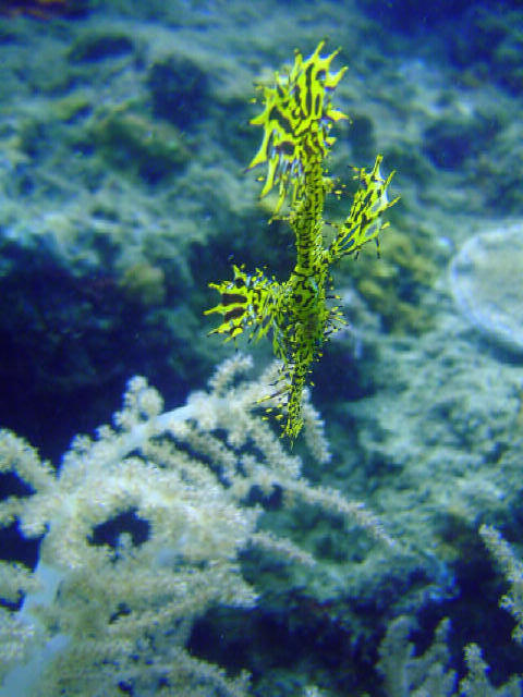 Ghost Pipe Fish 17