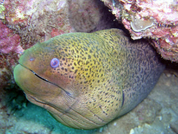 Giant moray