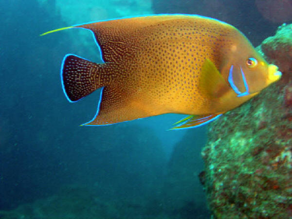 Half circled angefish