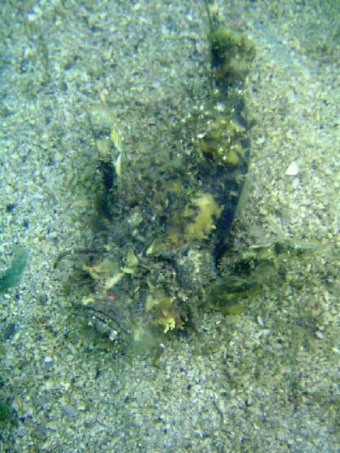 Indian Walkman Scorpion Fish 2