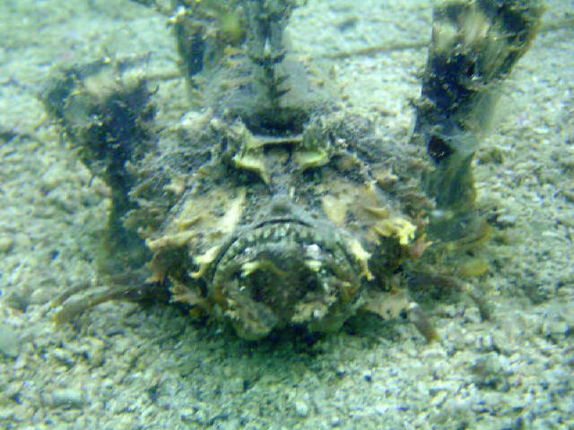 Indian Walkman Scorpion Fish 4