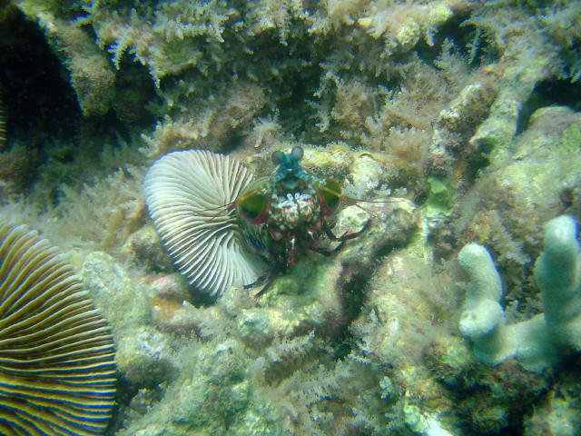 Mantis Shrimp