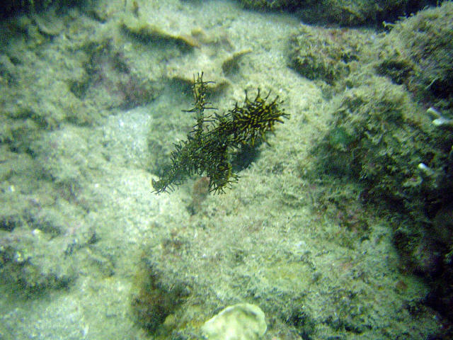 Ornet Ghost Pipe fish