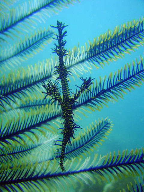 Ornet Gost Pipe Fish 4